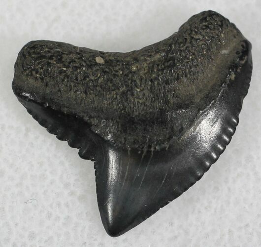 Fossil Tiger Shark Tooth - South Carolina #25299